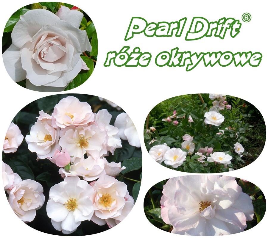 Pearl Drift róże okrywowe gł. zal